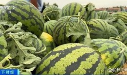 廊坊吃瓜视频最全免费观看,免费观看，一网打尽热门趣事