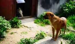 爆料狗带媳妇的视频,网友直呼太幸福！