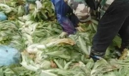 315爆料老坛酸菜视频,老坛酸菜背后真相，食品安全再引关注