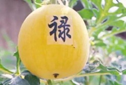 吃五月瓜视频大全集免费观看,免费畅享美味时光