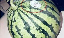 辽宁网红吃瓜,揭秘娱乐圈幕后故事