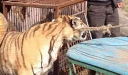 东北虎爆料天道视频大全,天道视频大全背后的精彩瞬间