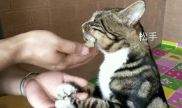 网红猫一杯吃瓜,萌态十足引网友热议
