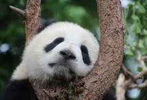 娱乐吃瓜大熊猫视频大全,萌态百出，欢乐无限