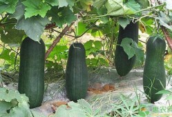 诸暨吃瓜网红事件真相