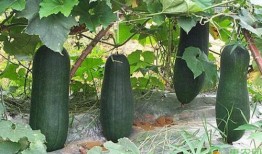 诸暨吃瓜网红事件真相