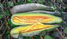 网红吃瓜历史,揭秘娱乐圈幕后风云