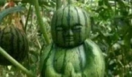 诸暨吃瓜网红事件真相