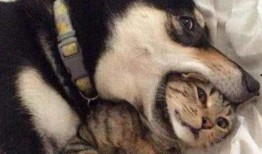 圈内爆料二哈小说百度云,二哈小说百度云独家揭秘