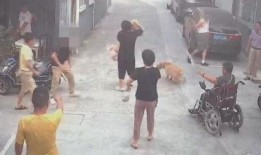 疯狗2008在线观看,狂野岁月，激情燃烧的青春岁月