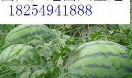 山东最新吃瓜爆料新闻,神秘事件背后真相揭晓！