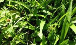 小吉祥草王模型爆料视频,独家爆料视频深度解析